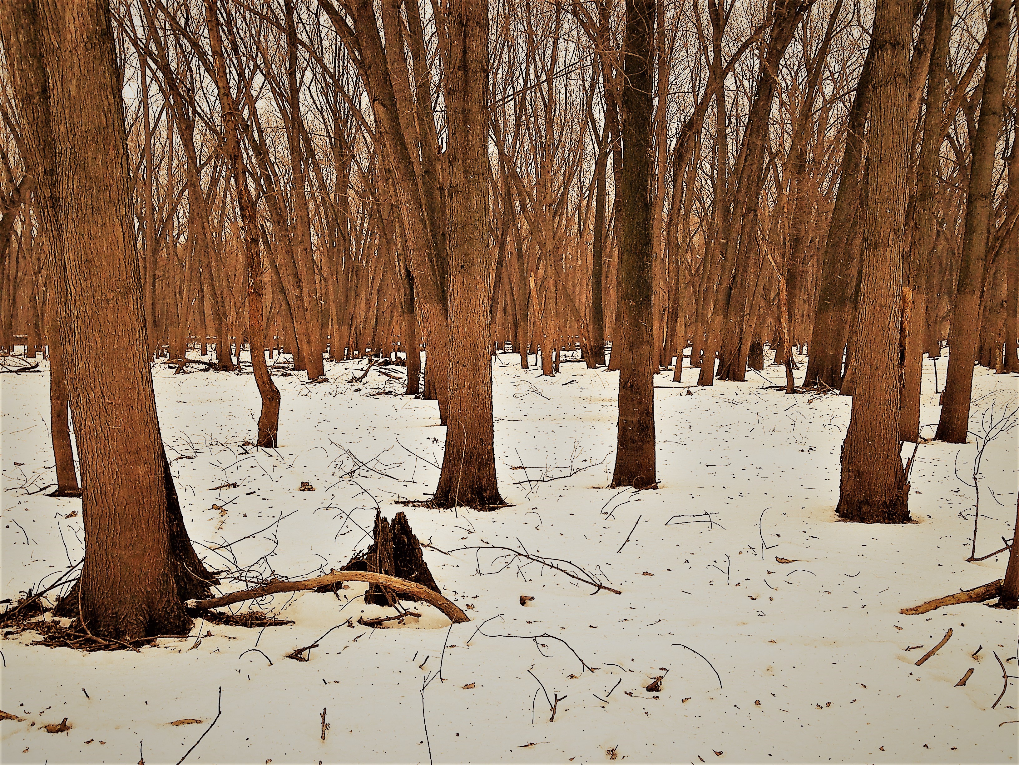 timber1